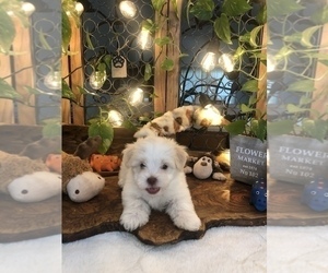 Havanese Puppy for Sale in YULEE, Florida USA