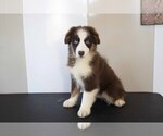 Puppy 2 Miniature Australian Shepherd