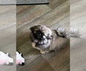 Medium Pekingese