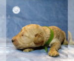 Small Photo #11 Goldendoodle Puppy For Sale in PAULINE, SC, USA