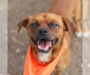 Boston Terrier-Unknown Mix Dogs for adoption in San Antonio, TX, USA