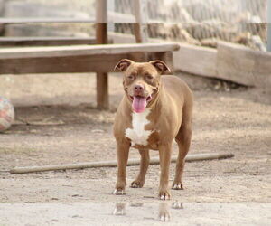 Mutt Dogs for adoption in El Centro, CA, USA