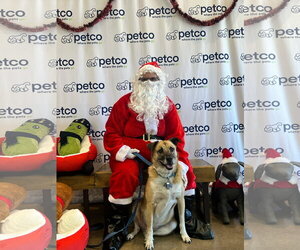 Anatolian Shepherd Dogs for adoption in Chandler, AZ, USA