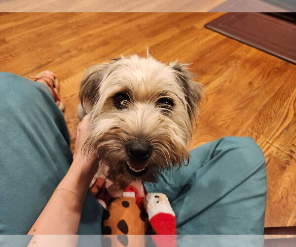 Medium Photo #1 Mutt Puppy For Sale in Holly Springs, NC, USA