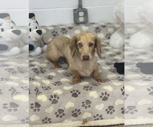 Medium Photo #2 Dachshund Puppy For Sale in York, SC, USA