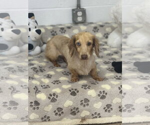 Frankie - Male Dachshund Dog for Adoption - Photo #2