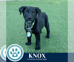 Small Photo #7 Great Pyrenees-Unknown Mix Puppy For Sale in Kimberton, PA, USA