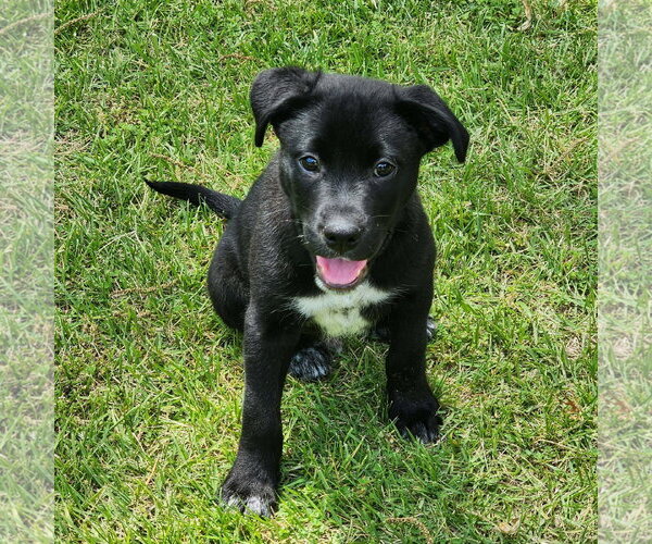 Medium Photo #6 Labsky Puppy For Sale in Hillsboro, MO, USA