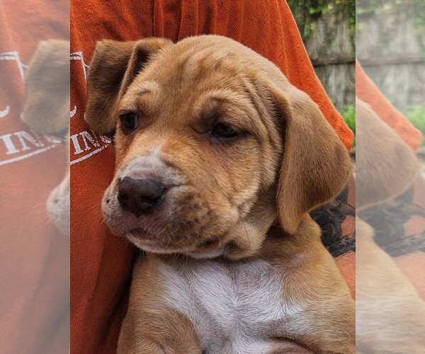 Medium Photo #1 Basset Hound-Unknown Mix Puppy For Sale in St. Augustine, FL, USA