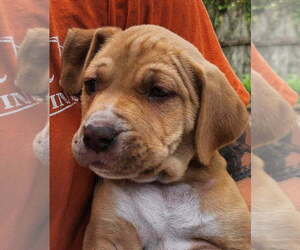 Basset Hound-Unknown Mix Dogs for adoption in St. Augustine, FL, USA