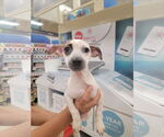 Small Chihuahua Mix