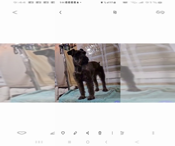 Medium Photo #1 Schnauzer (Miniature) Puppy For Sale in BROOKSVILLE, FL, USA
