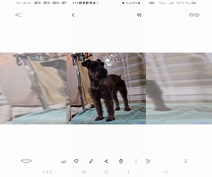 Father of the Schnauzer (Miniature) puppies born on 08/20/2025