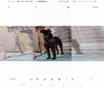 Small Photo #1 Schnauzer (Miniature) Puppy For Sale in BROOKSVILLE, FL, USA