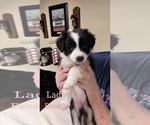 Puppy Lady Australian Shepherd-Border-Aussie Mix