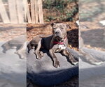 Small American Pit Bull Terrier-Staffordshire Bull Terrier Mix