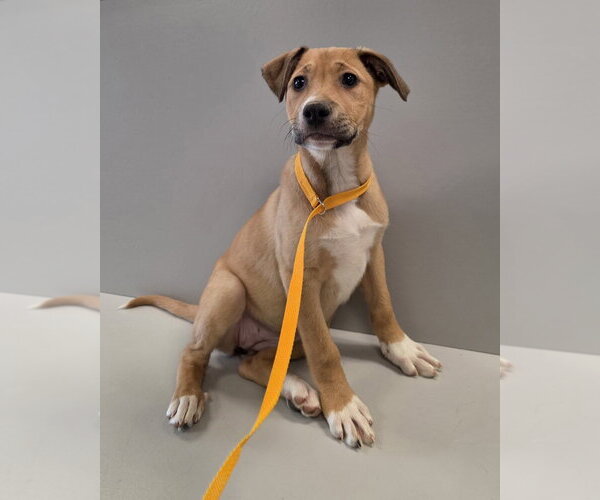 Medium Photo #4 Bogle Puppy For Sale in Aurora, IN, USA