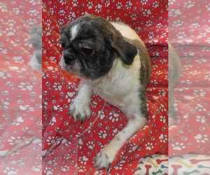 Shih Tzu Puppy for sale in PATERSON, NJ, USA