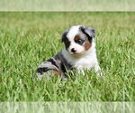 Small #4 Miniature Australian Shepherd