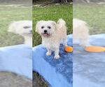 Small #18 Shih Tzu