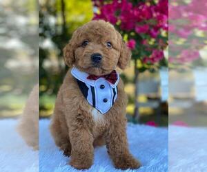 Goldendoodle Puppy for sale in KISSIMMEE, FL, USA