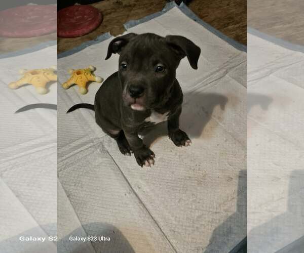 Medium Photo #2 American Staffordshire Terrier-Unknown Mix Puppy For Sale in Waterloo, IA, USA