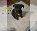 Small #1 American Staffordshire Terrier Mix