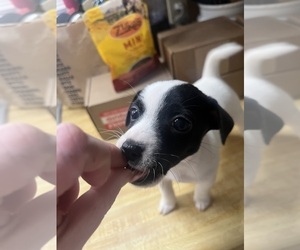 Jack Russell Terrier Puppy for sale in BOLIVAR, TN, USA