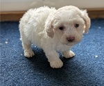 Small #1 Bichpoo