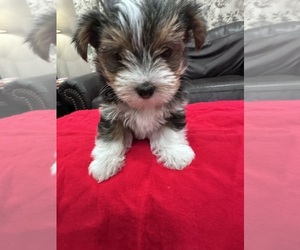 Yorkshire Terrier Puppy for sale in ANGLETON, TX, USA