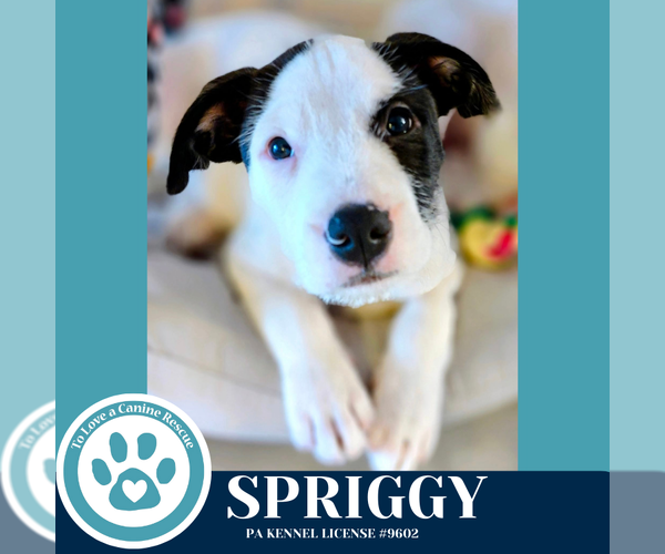 Medium Photo #1 Labrador Retriever-Unknown Mix Puppy For Sale in Kimberton, PA, USA