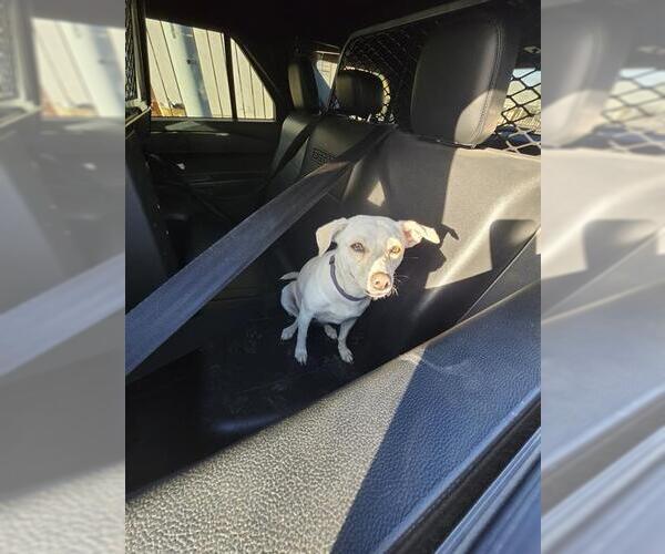 Medium Photo #1 Mutt Puppy For Sale in San Antonio, TX, USA