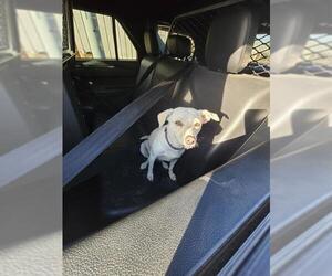 Mutt Dogs for adoption in San Antonio, TX, USA