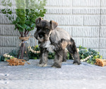 Small Photo #7 Schnauzer (Miniature) Puppy For Sale in BALTIC, OH, USA