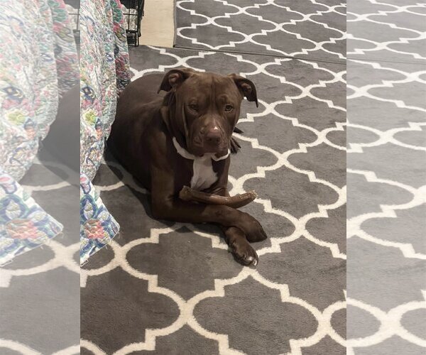 Medium Photo #13 American Pit Bull Terrier Puppy For Sale in Shreveport, LA, USA