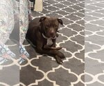 Small Photo #13 American Pit Bull Terrier Puppy For Sale in Shreveport, LA, USA