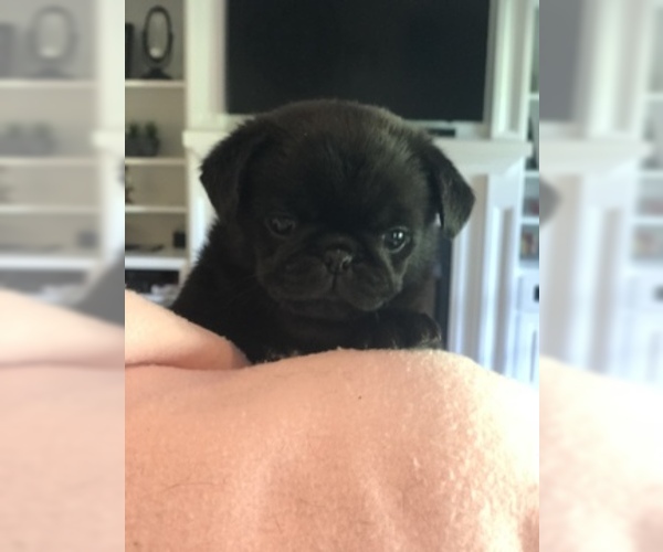 Medium Photo #6 Pug Puppy For Sale in MOSELLE, MS, USA