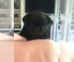 Small Photo #6 Pug Puppy For Sale in MOSELLE, MS, USA