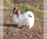 Small Photo #1 Papillon Puppy For Sale in RUTLEDGE, AL, USA