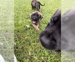 Puppy Banshee Mastiff