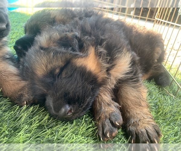 Medium Photo #10 German Shepherd Dog Puppy For Sale in PINON HILLS, CA, USA