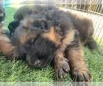 Small #9 German Shepherd Dog