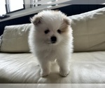 Small #15 Pomeranian
