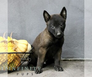 Belgian Malinois Puppy for sale in RONKS, PA, USA