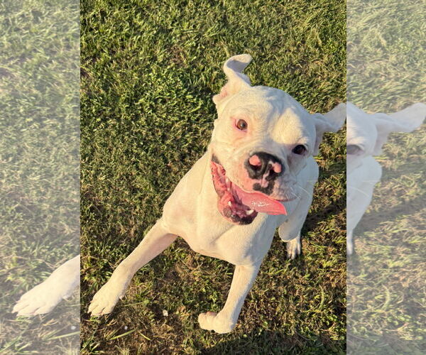 Medium Photo #2 Boxer Puppy For Sale in  Katy, TX, USA