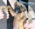 Small Photo #5 Boxer Puppy For Sale in HAMILTON, NJ, USA