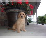 Small Photo #7 Golden Retriever Puppy For Sale in SUGARCREEK, OH, USA