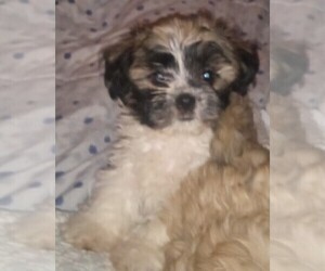 Shorkie Tzu Puppy for sale in LAWRENCEVILLE, GA, USA