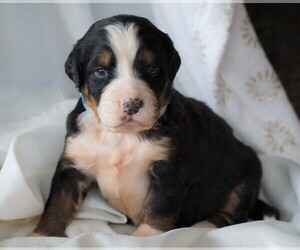 Bernese Mountain Dog Puppy for sale in FREDERICKSBG, OH, USA