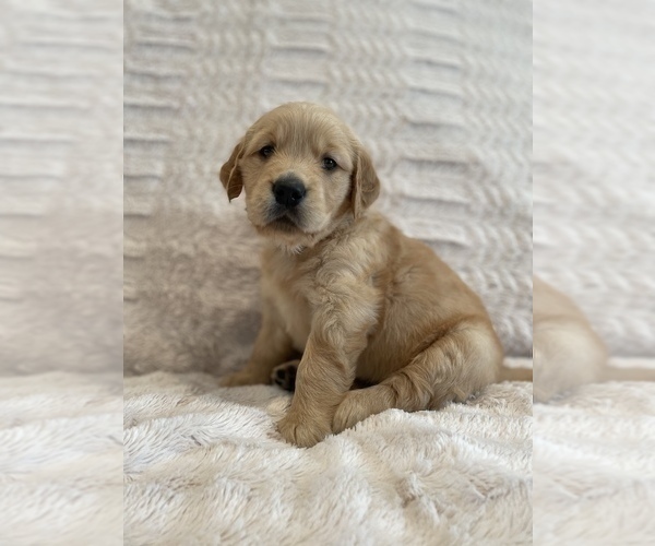 Medium Photo #17 Golden Retriever Puppy For Sale in IRWIN, PA, USA